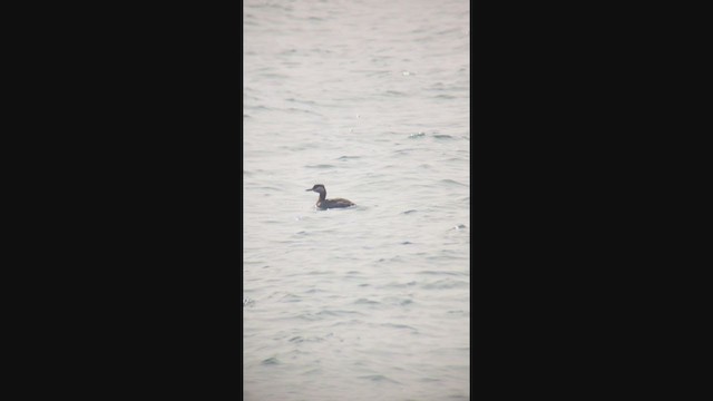 Red-necked Grebe - ML319234631