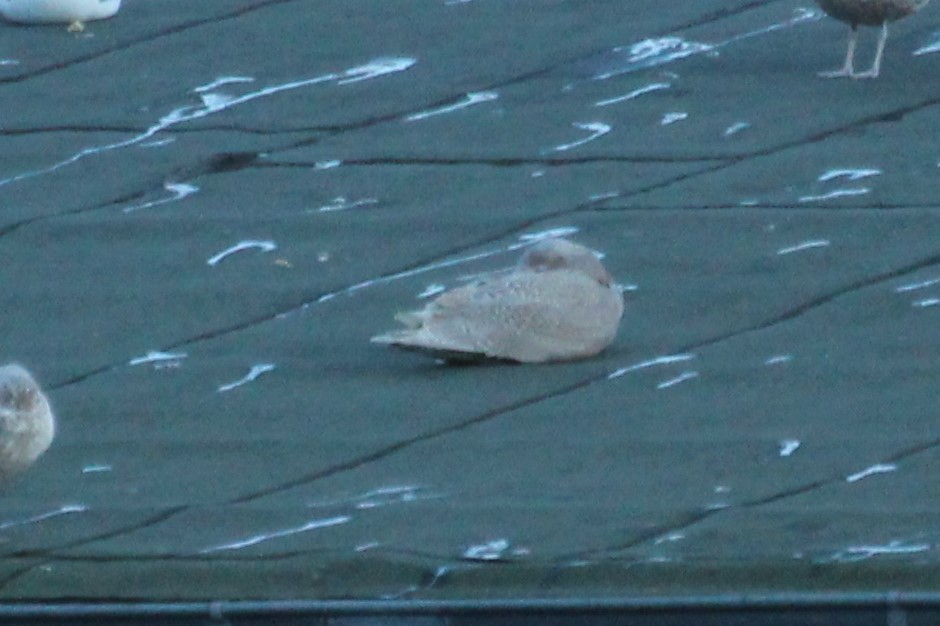 Мартин полярний - ML319236411