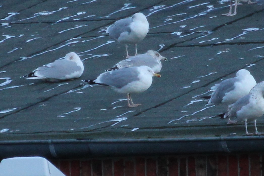 Мартин полярний - ML319236421