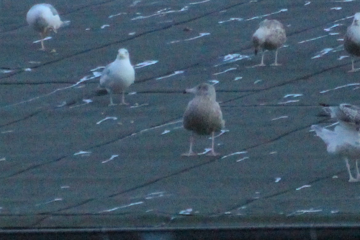 Мартин полярний - ML319236431