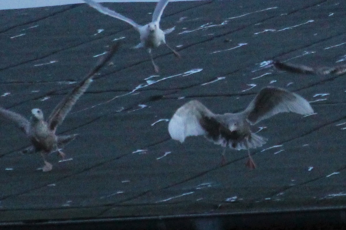 Мартин полярний - ML319236441