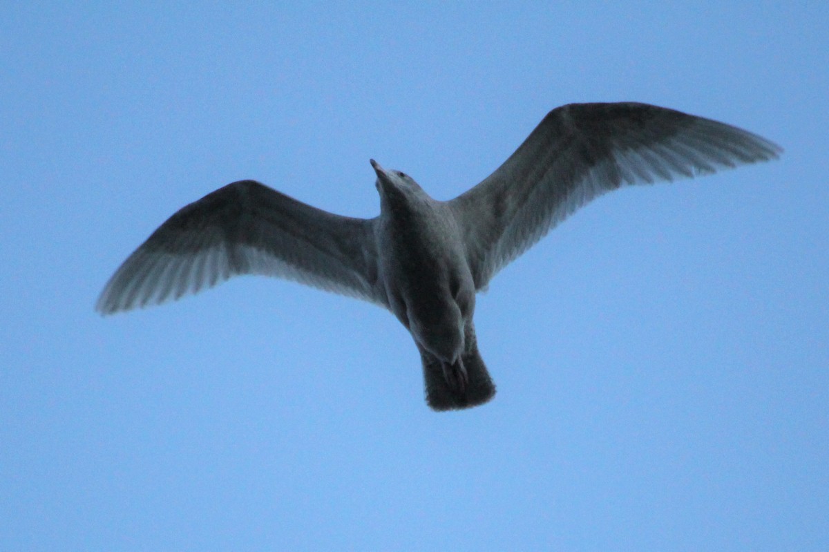 Мартин полярний - ML319236461