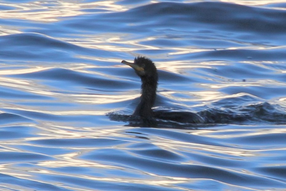 Баклан чубатий - ML319236471