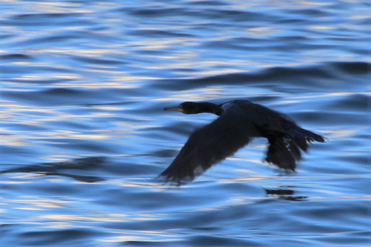 Баклан чубатий - ML319236481