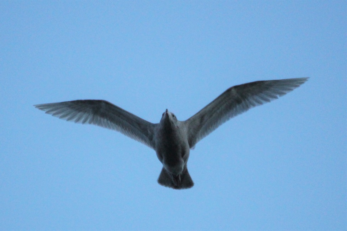 Мартин полярний - ML319236491