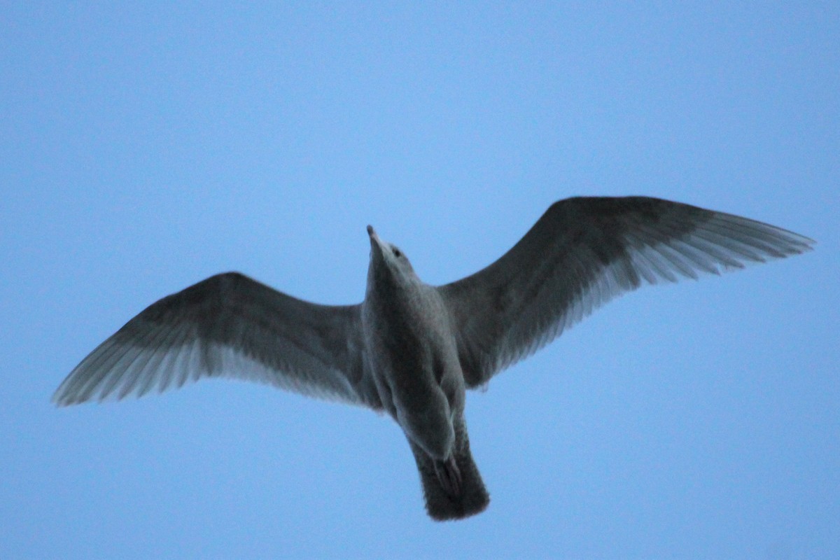 Мартин полярний - ML319236501