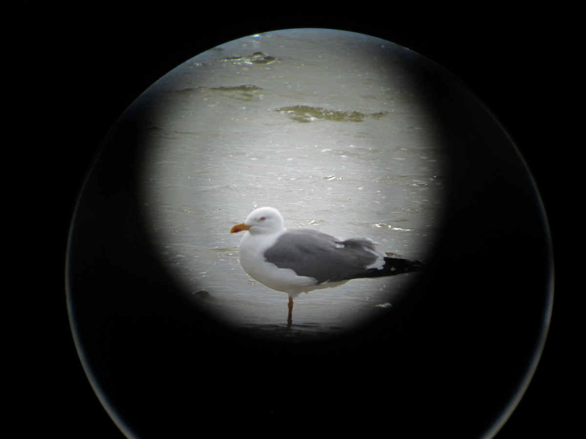 Lesser Black-backed Gull - Nancy  Ogden