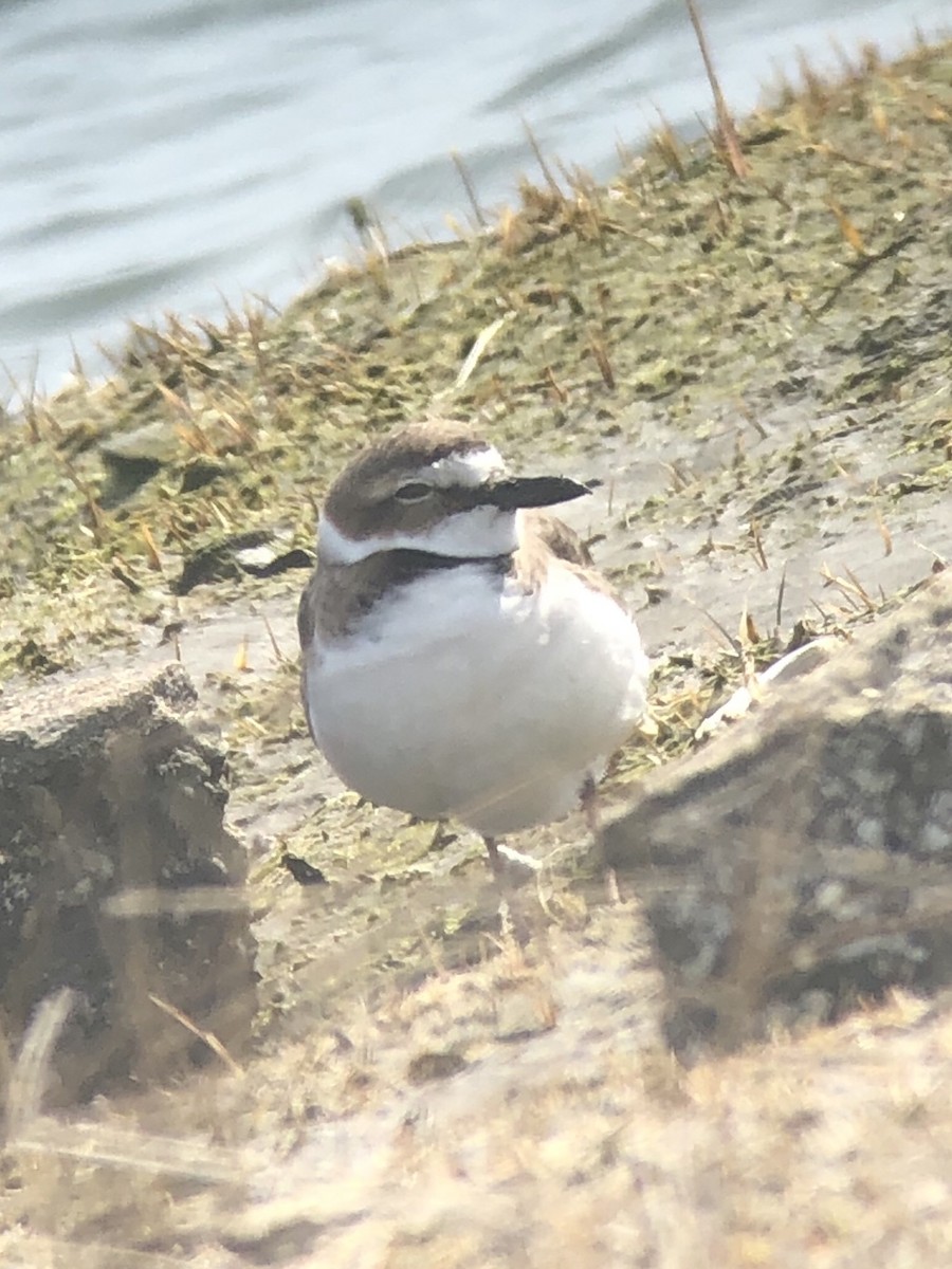 Wilson's Plover - ML319238121