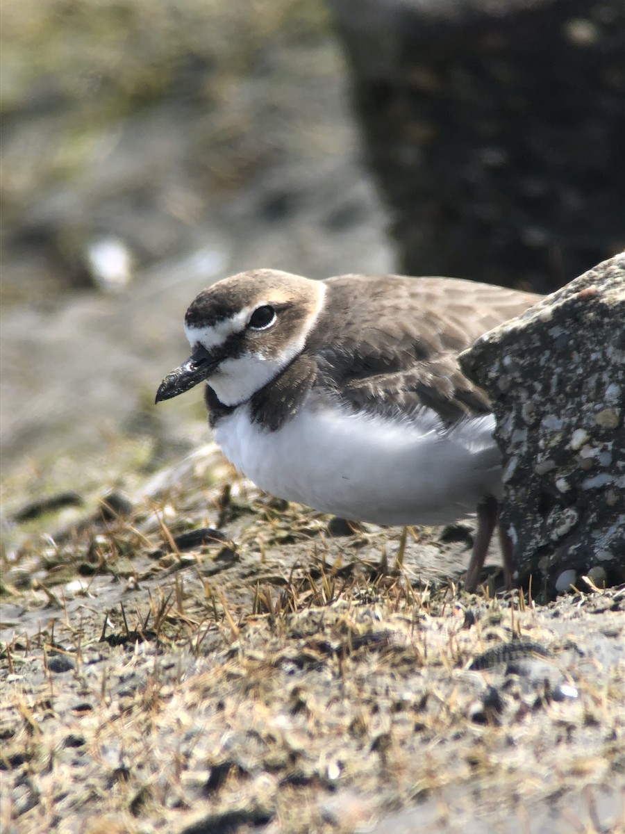 Wilson's Plover - ML319238261