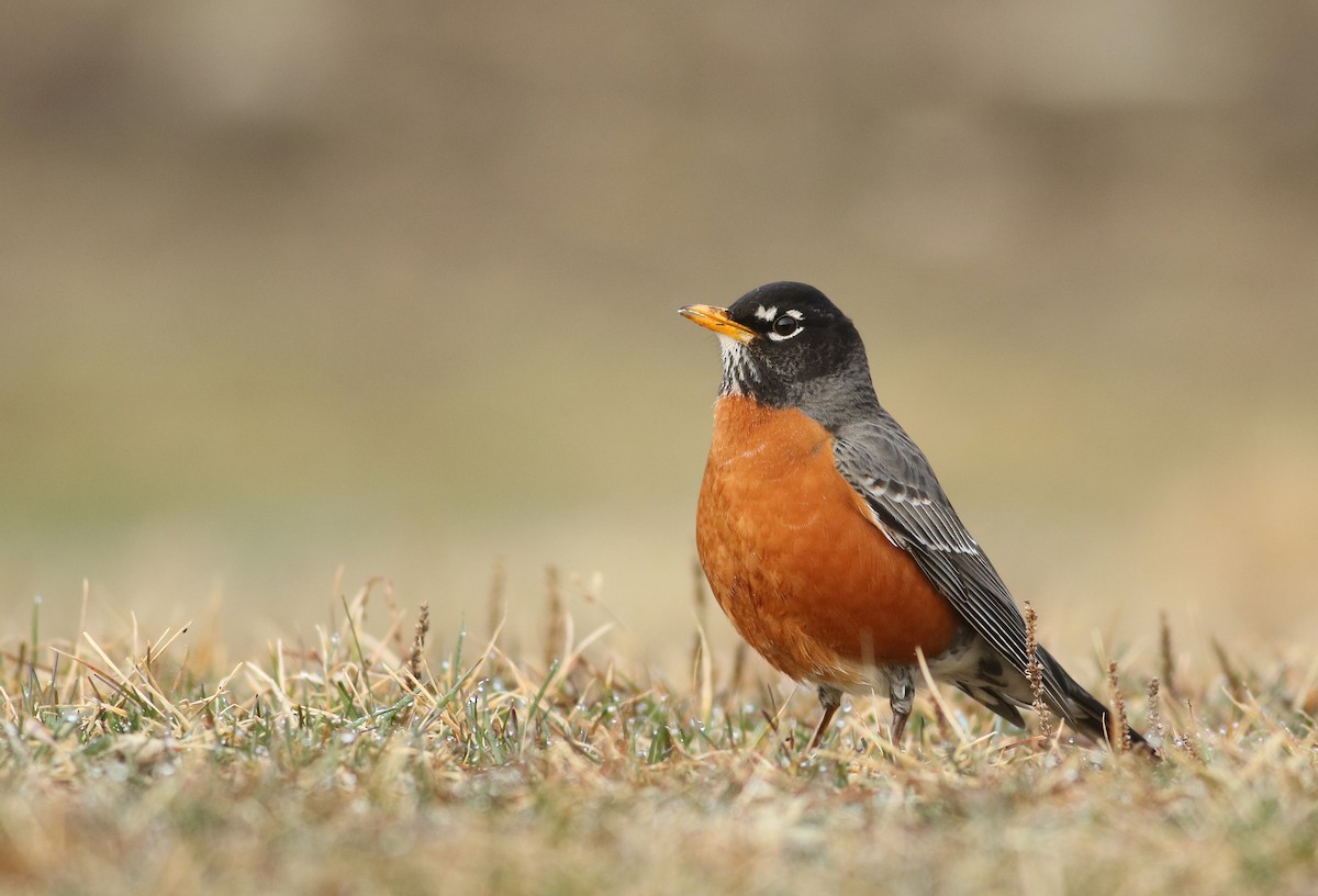 American Robin - Joel Eckerson