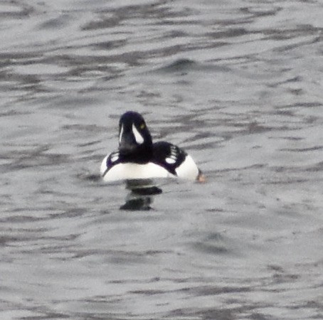 Barrow's Goldeneye - ML319239901