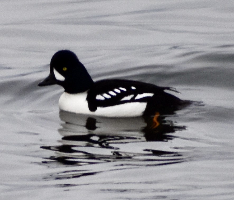Barrow's Goldeneye - ML319239911