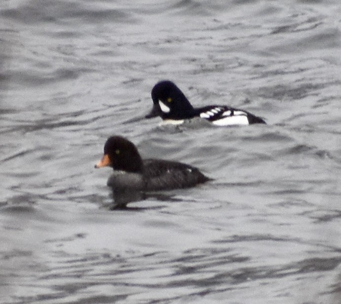 Barrow's Goldeneye - ML319239921