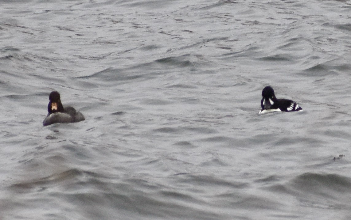 Barrow's Goldeneye - ML319239931