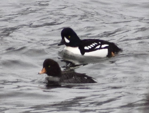 Barrow's Goldeneye - ML319239941