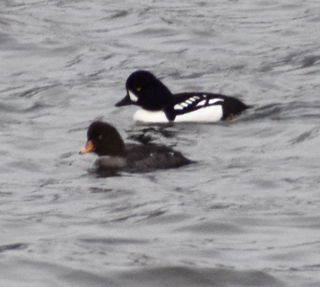 Barrow's Goldeneye - ML319239951