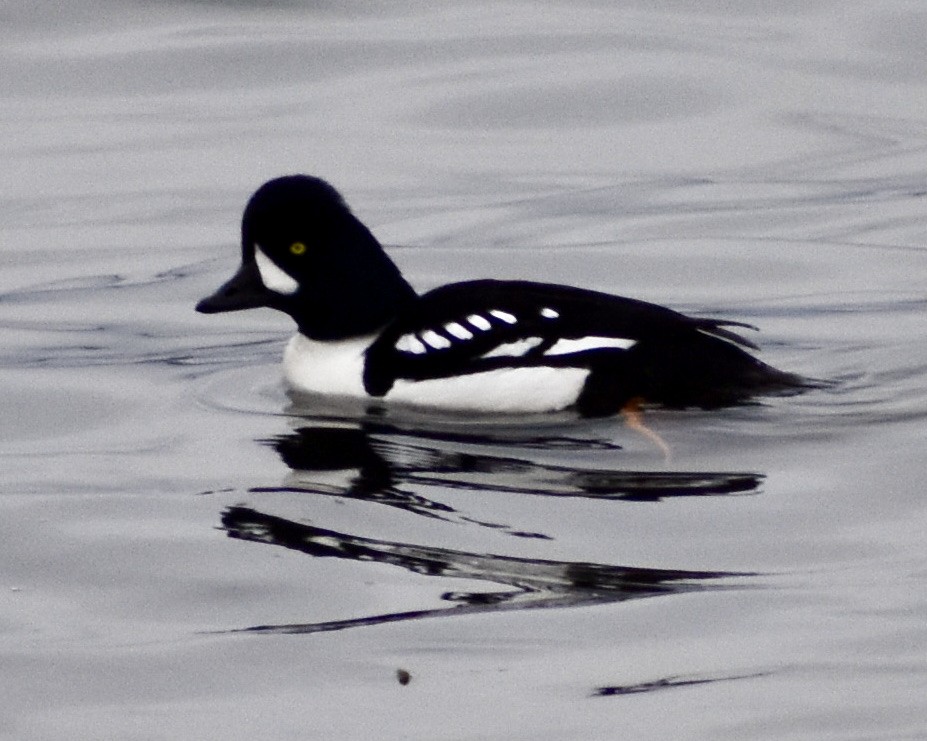 Barrow's Goldeneye - ML319239961