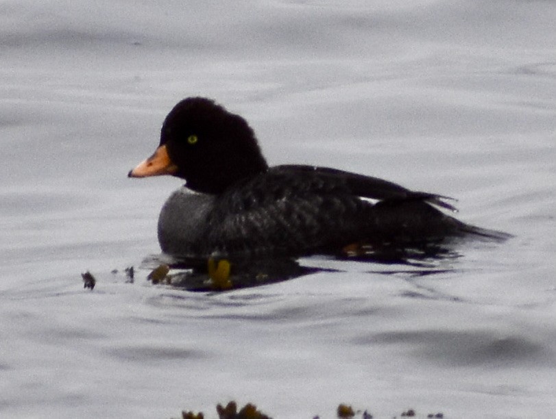 Barrow's Goldeneye - ML319239981