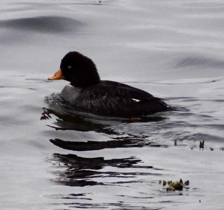 Barrow's Goldeneye - ML319239991