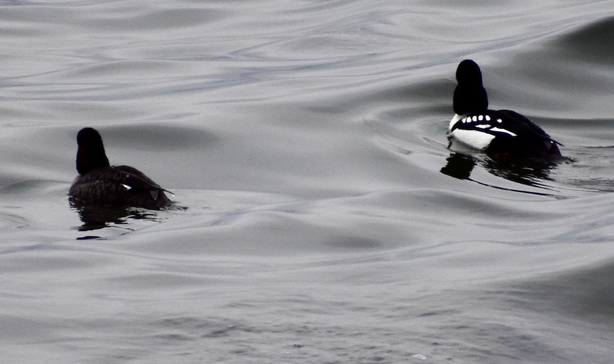 Barrow's Goldeneye - ML319240021