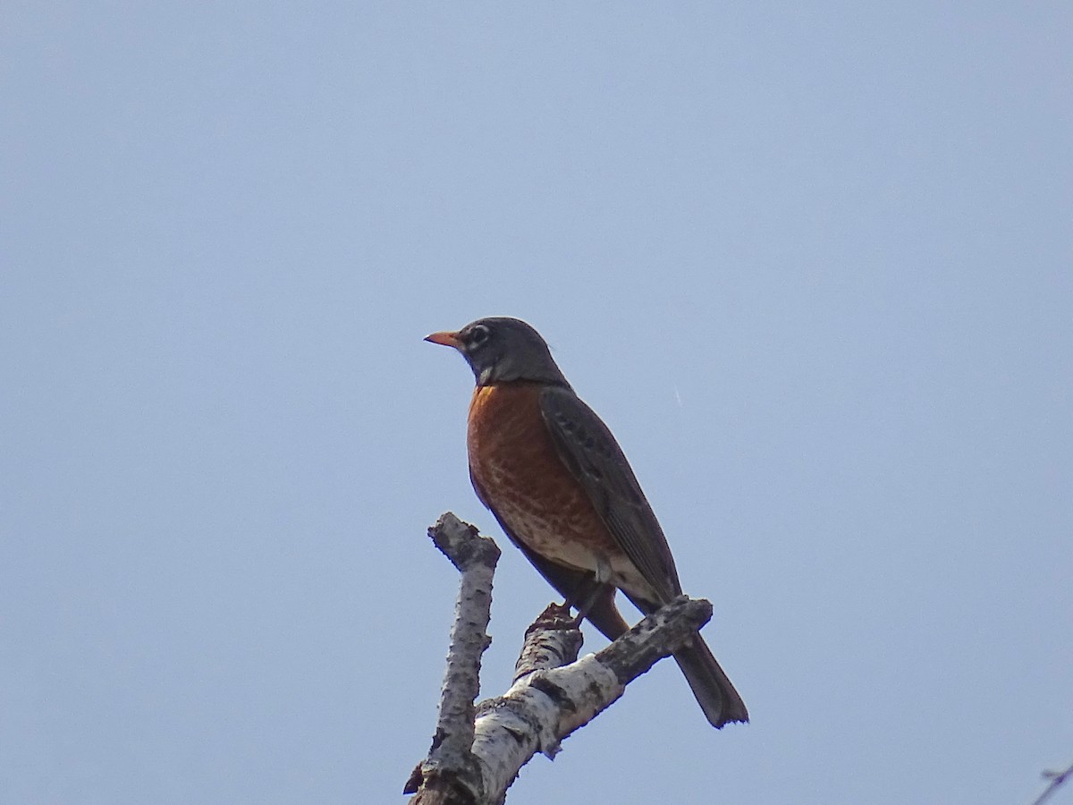 Zorzal Americano (grupo migratorius) - ML319240201