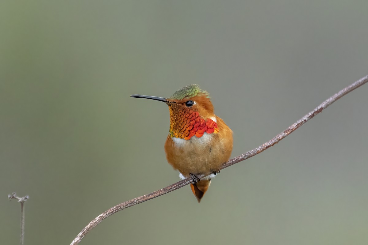 Allen's Hummingbird - ML319240241
