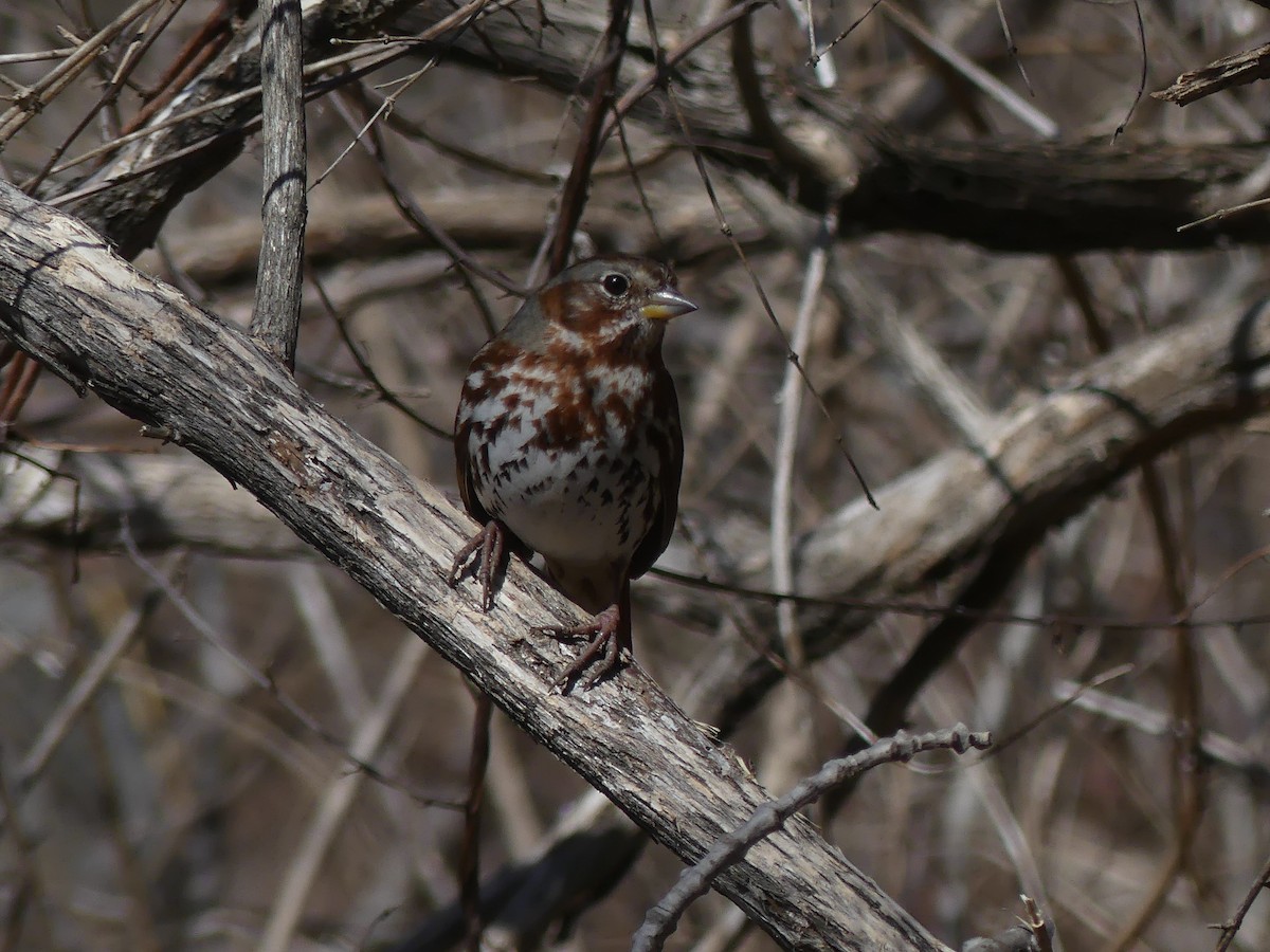 Fox Sparrow (Red) - ML319240611