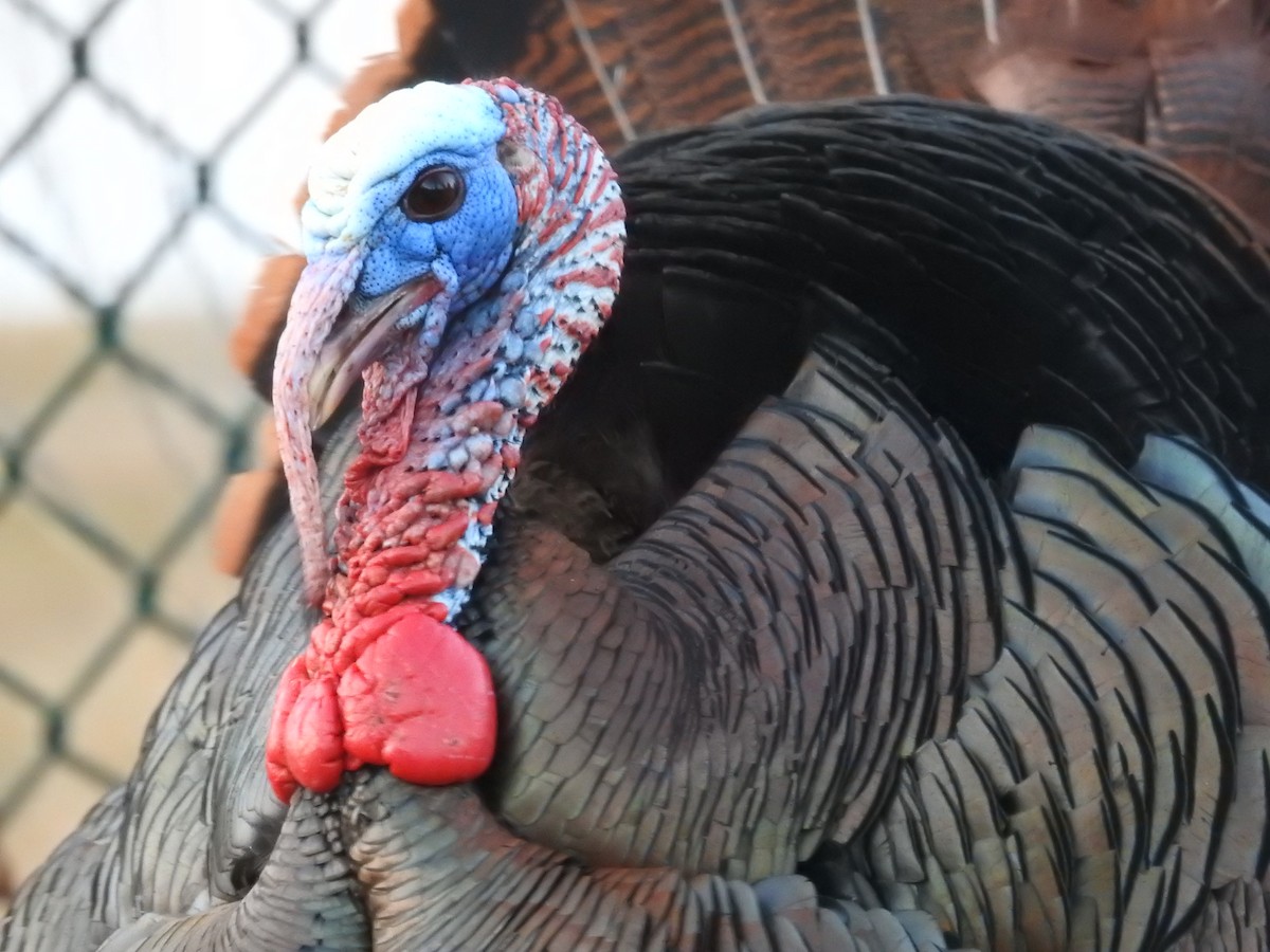 Wild Turkey - ML319240811