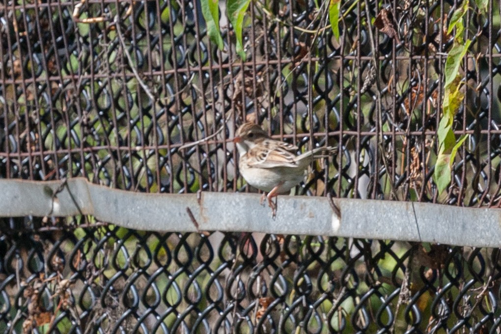 Clay-colored Sparrow - ML319243691