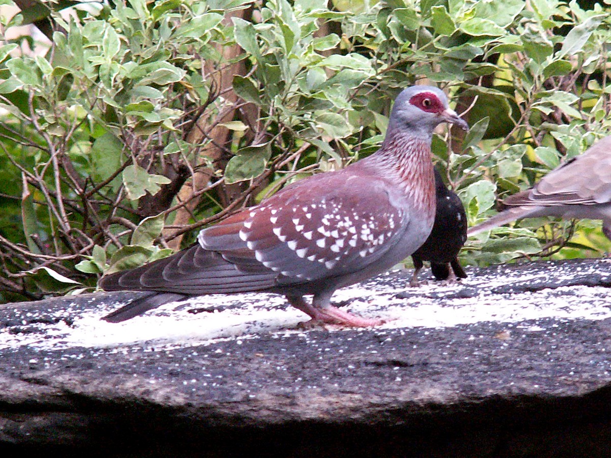 Speckled Pigeon - Jos Wanten