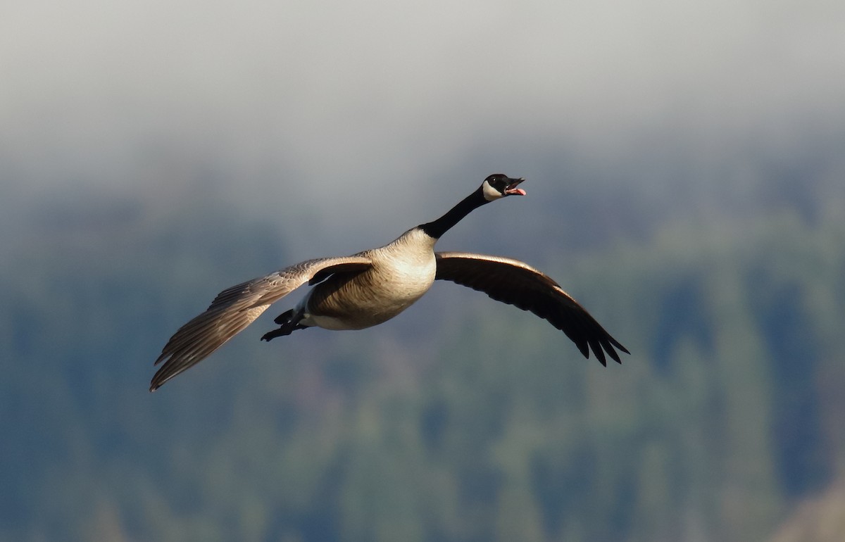 Canada Goose - Greg Gillson