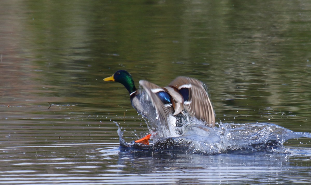 Canard colvert - ML319244891