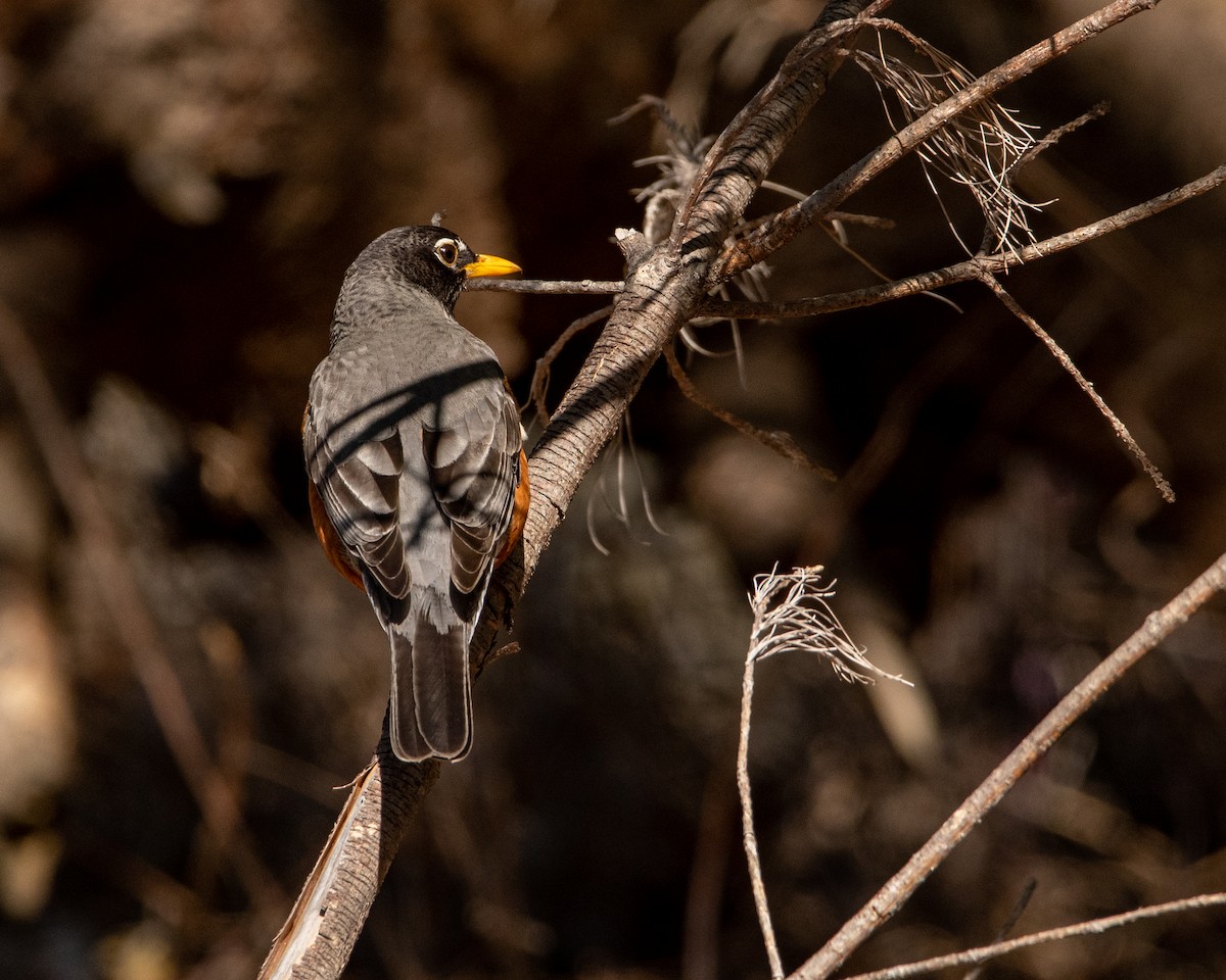 American Robin - ML319245741