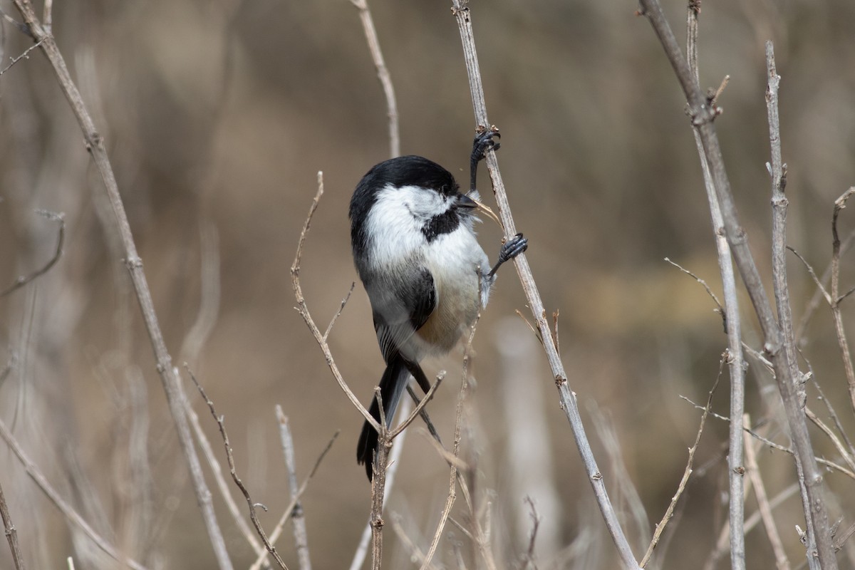 Black-capped Chickadee - ML319249681