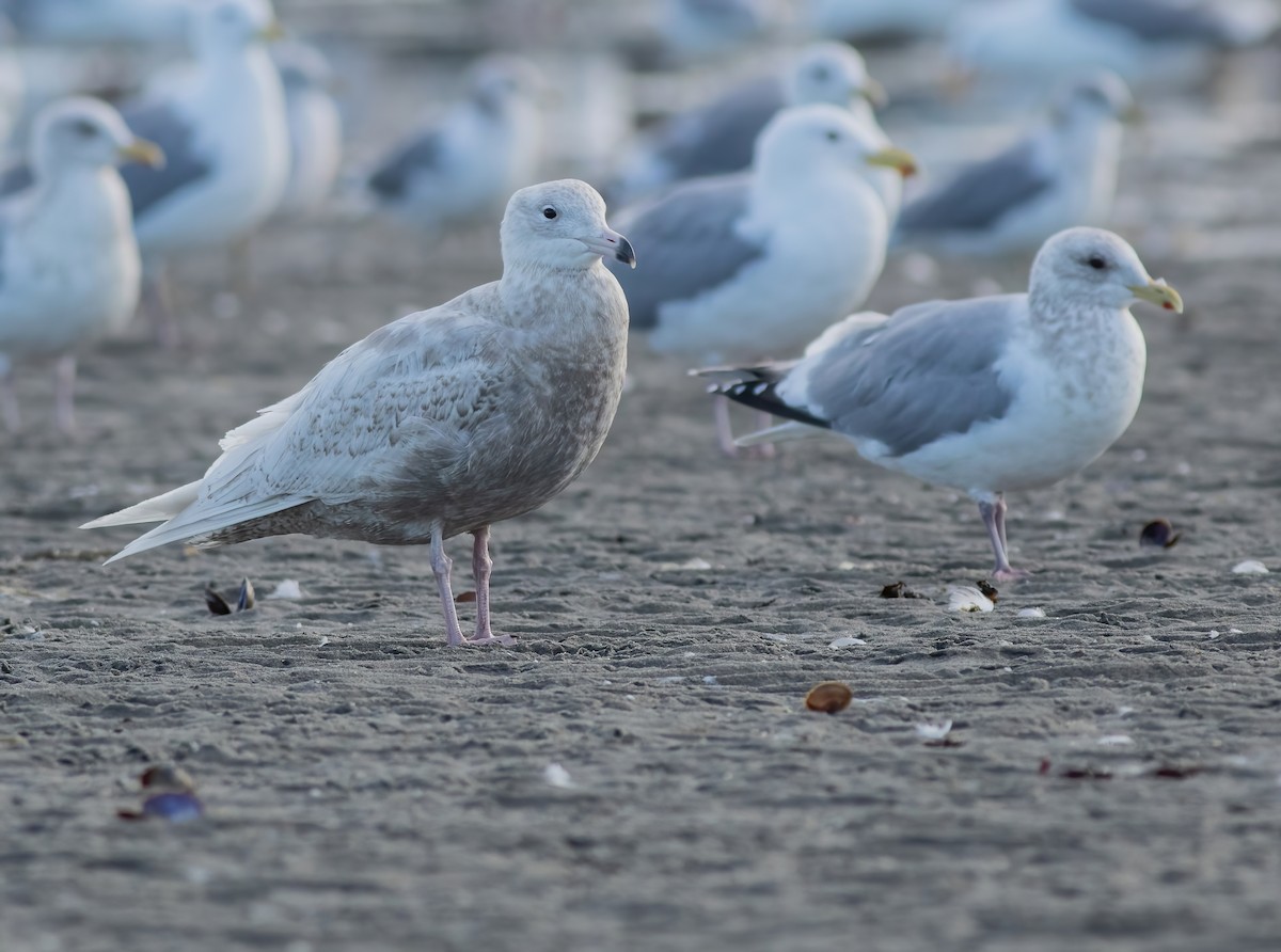 Glaucous Gull - Joachim Bertrands | Ornis Birding Expeditions