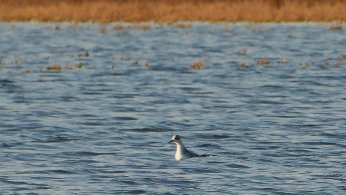 Red Phalarope - ML319251471