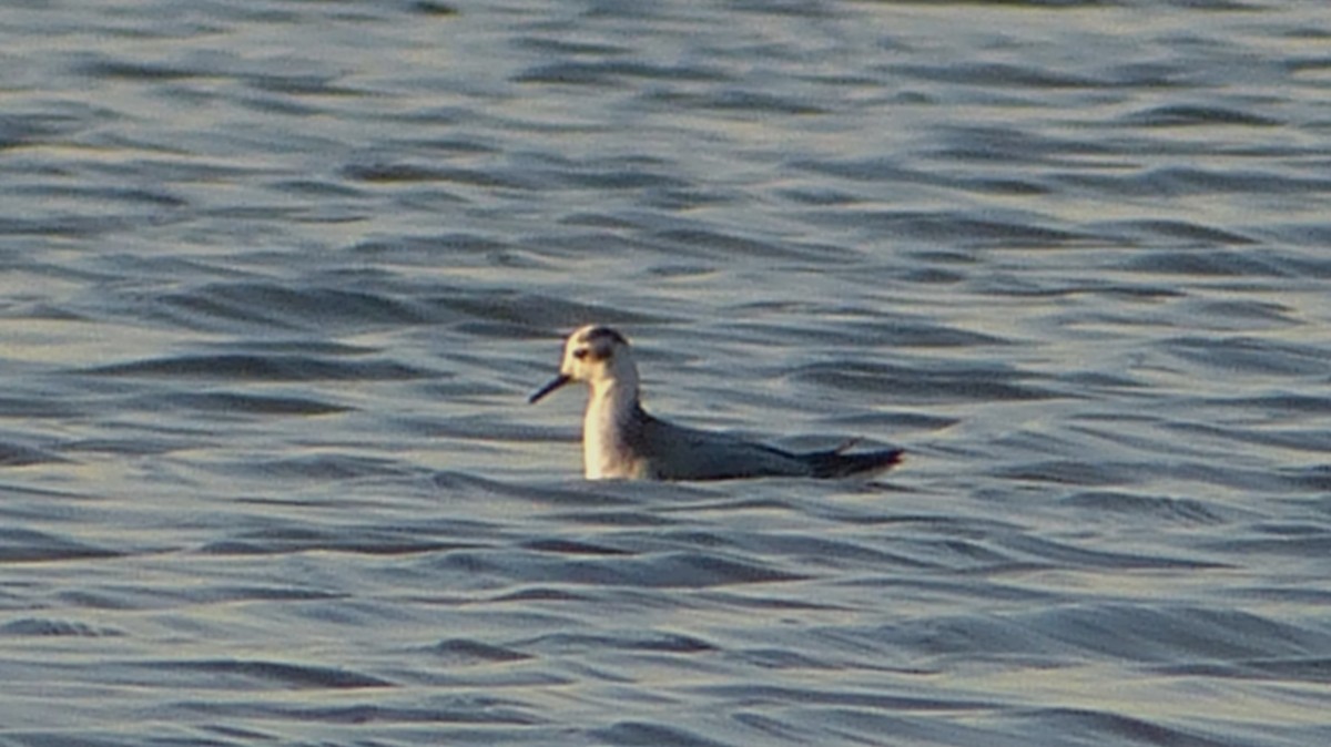 Red Phalarope - ML319251491