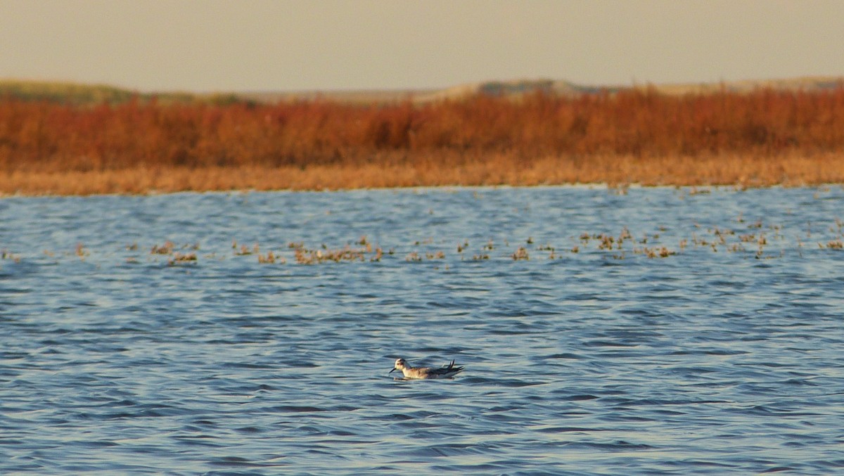 Red Phalarope - ML319251501