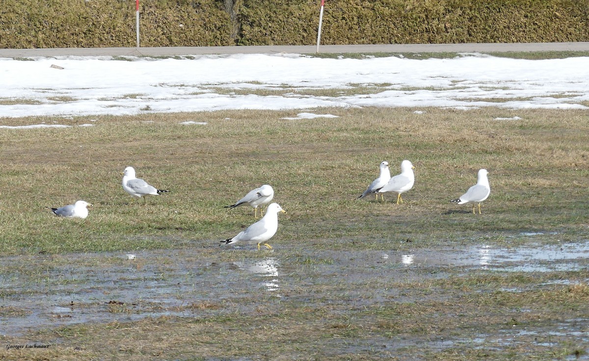 Ring-billed Gull - ML319251581