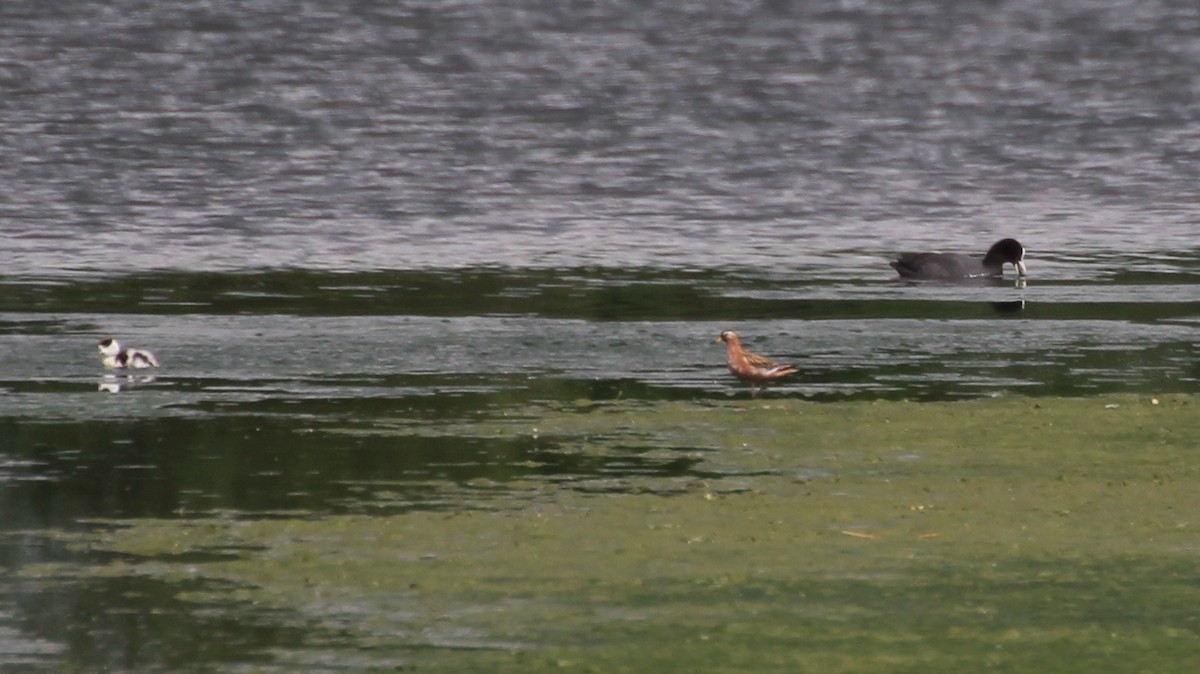 Red Phalarope - ML319252221