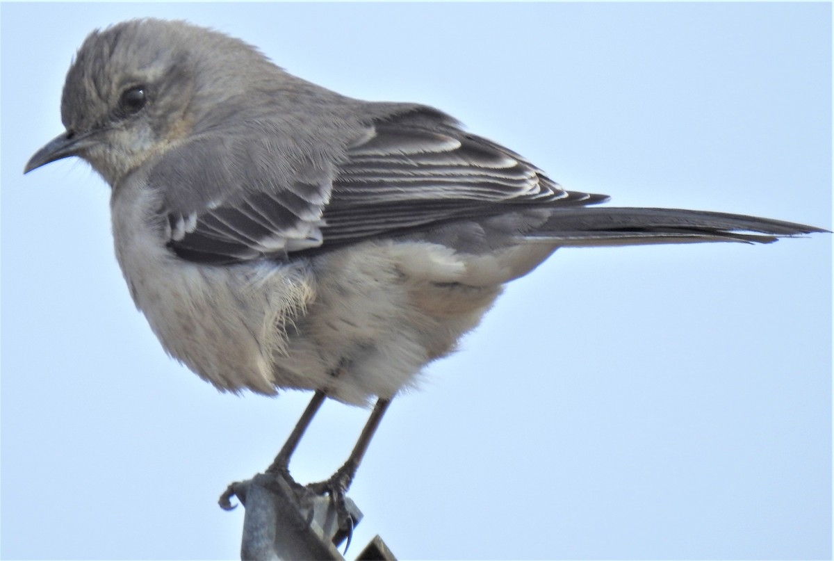 Northern Mockingbird - Lucio 'Luc' Fazio