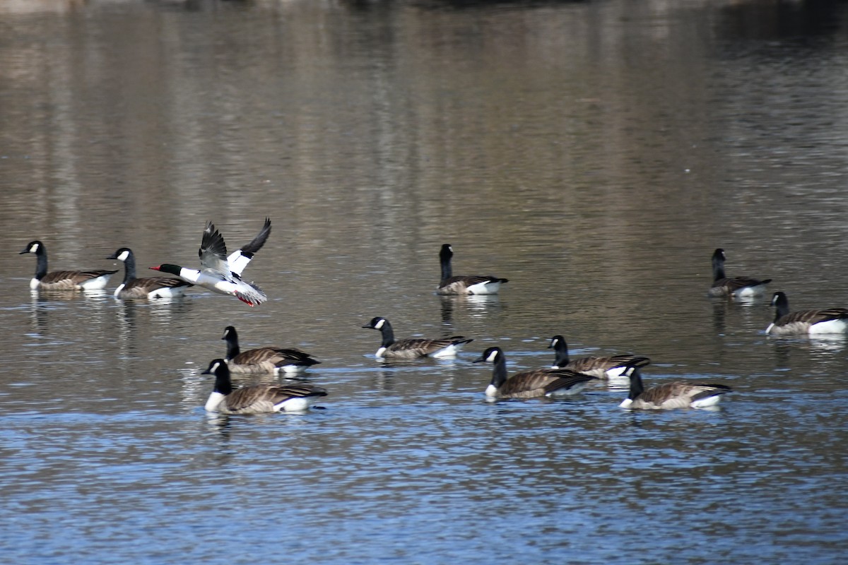 Canada Goose - ML319252561