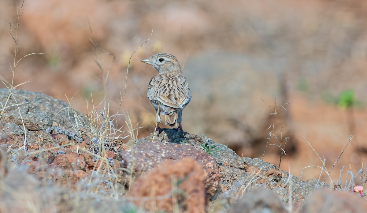 Indian Bushlark - ML319252721