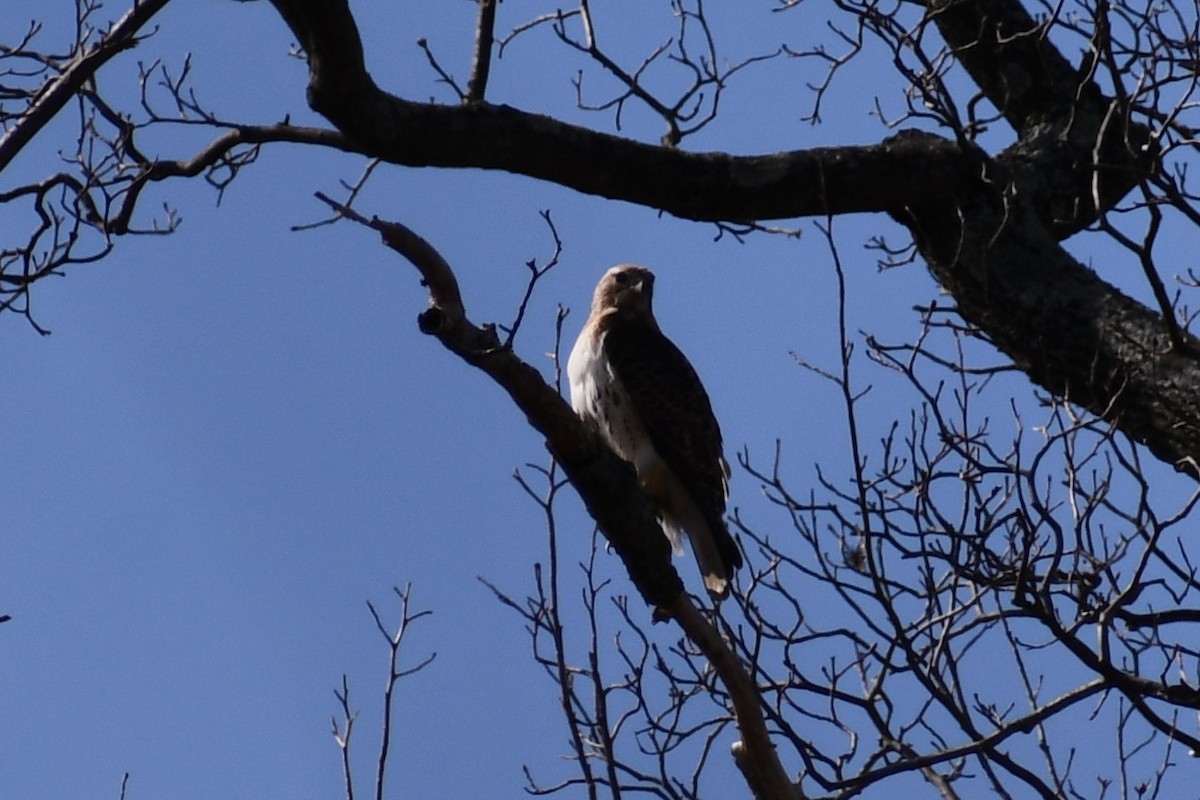 Red-tailed Hawk - ML319252811