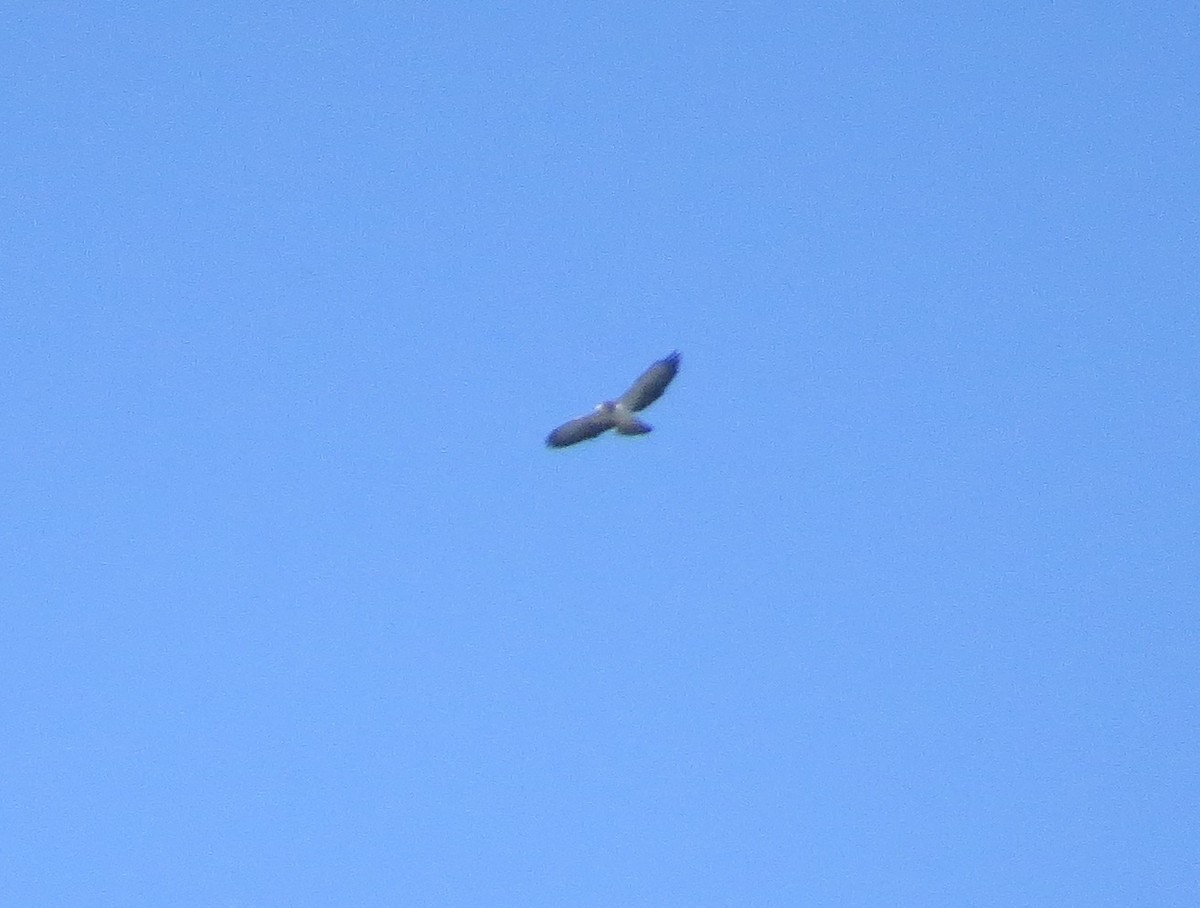 Short-tailed Hawk - ML319253221