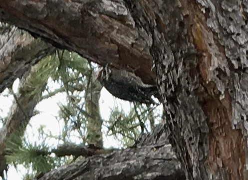 Yellow-bellied Sapsucker - ML319254231