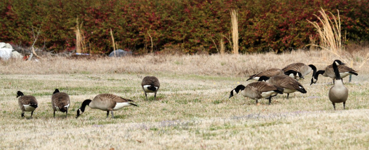 Canada Goose - ML319254901
