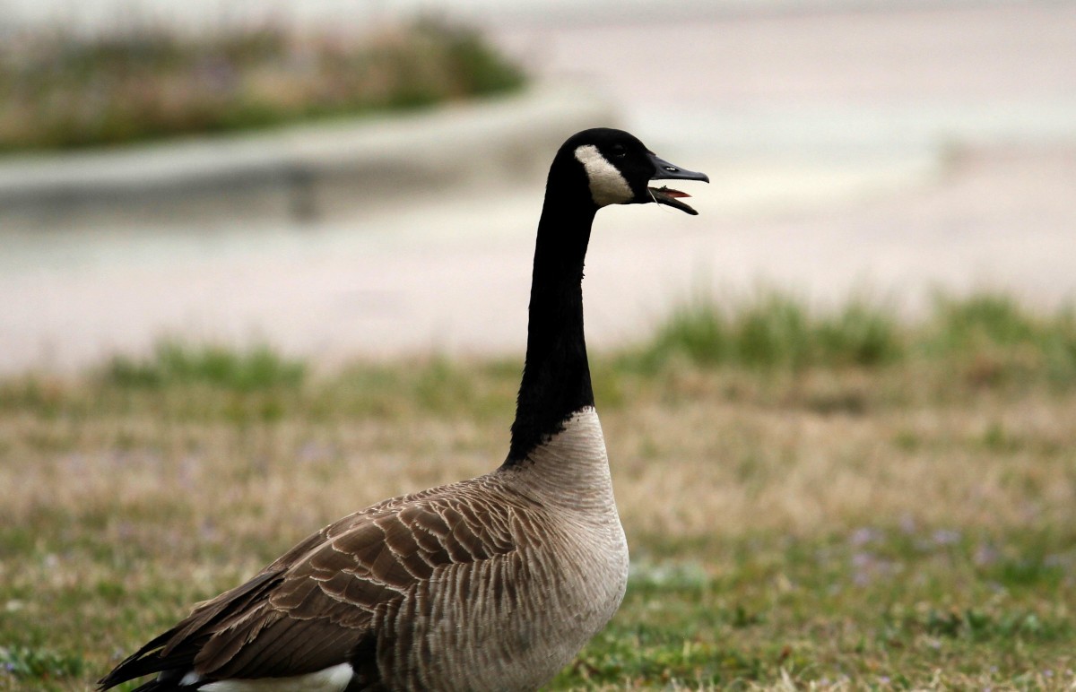 Canada Goose - ML319254911
