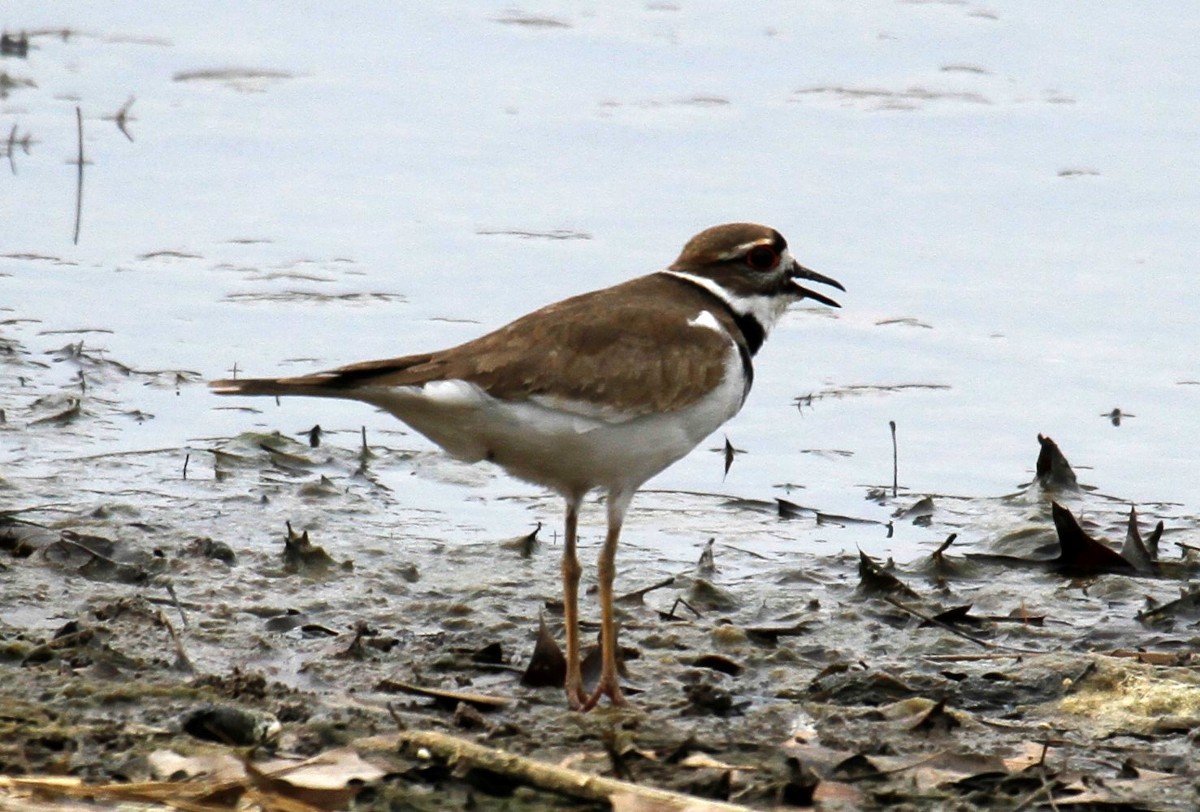 Killdeer - ML319255031