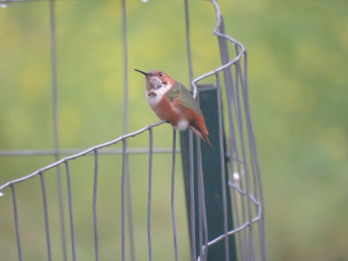 Allen's Hummingbird - ML319256881